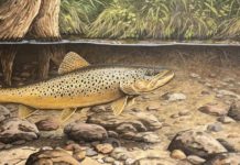 Christopher Smith: Late summer trout tactics | GO