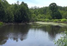 Getting lost in the woods at Parker Dam | News