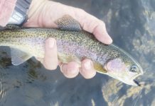North Country Angling: Those Pontook browns | Fishing