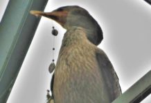 Fishing Line And Tackle Left Behind At Lake Estes Continue To Harm And Kill Birds | Featured Articles