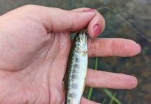 Jewels of summer: Fishing for brook trout and cutthroat | Outdoors