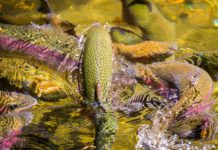 600 Trout Found Dead in a Wisconsin Creek