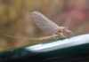 On the Fly: Mayfly mayhem