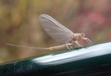 On the Fly: Mayfly mayhem