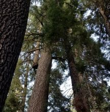 Field trip series with experts begins Friday on the Plumas