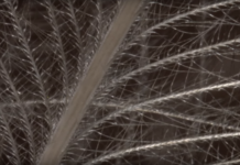 Video: How to Select CDC Feathers, Part I