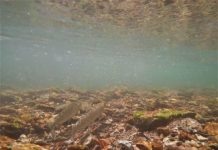 Warming rivers prompt fishing restrictions