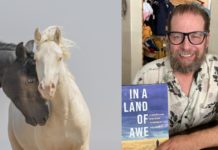(PHOTOS) ‘In a Land of Awe’: Casper author explores majesty of wild horses in Wyoming’s own backyard