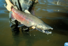 Snake River Fall Chinook Harvest to Open August 18
