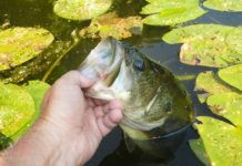 Bill May: Summer fishing in shallow waters under cover