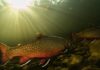 Partnership restores brook trout in five ponds within five years