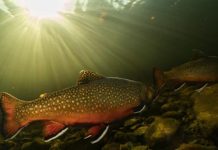 Partnership restores brook trout in five ponds within five years