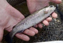 Fishing festival set to reel ’em in