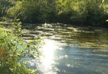 Officials investigating fish kill in Morell River