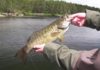 Video: How to Fish a Bass Popper for Maximum Effect