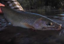 Master Class Monday: How to Find Rising Fish During a Spinner Fall