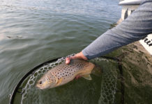 Trout Fishing Big Lakes, Part 2: The Deep Rig