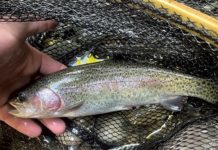 Vermont Is Stocking a New Strain of Rainbow Trout That Could Prove Hardier | Environment | Seven Days