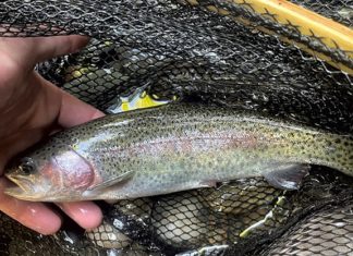 Vermont Is Stocking a New Strain of Rainbow Trout That Could Prove Hardier | Environment | Seven Days