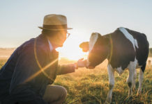 Romancing the Cheese