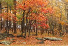 Let The Leaf Peeping Begin