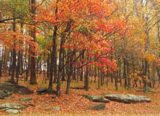Let The Leaf Peeping Begin