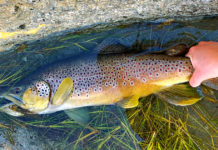 10 Best Streamers for Trout