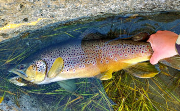 10 Best Streamers for Trout