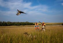 Pheasant Season In South Dakota Draws General Interest
