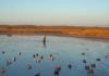 Why You Should Be Using Confidence Decoys for Duck Hunting