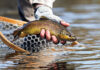 Warmer Water Could Have Chilling Effect On Montana’s Trout Fishing Economy
