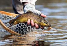 Warmer Water Could Have Chilling Effect On Montana’s Trout Fishing Economy