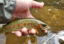 How to learn to love small fish again | Hatch Magazine
