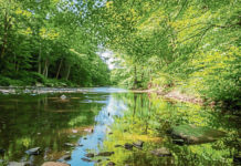 Learn about fly fishing and spineless creatures at Buffalo Creek Watershed Festival on Saturday