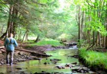 Throwing flies on a small stream in Clearfield County | News