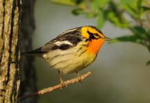 Recovering America’s Wildlife Act awaits vote in Senate