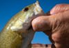 Biologists plan to poison bass that threaten Grand Canyon chubs