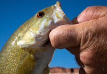 Biologists plan to poison bass that threaten Grand Canyon chubs