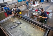 Feather River Hatchery to open fish ladder – Chico Enterprise-Record