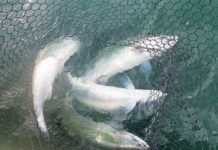 Bill Monroe: Take it from this typewriter biologist, there’s plenty of good Oregon fishing out there