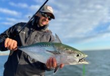 3 Tips on How to Catch False Albacore