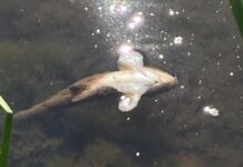 Fish kill letter getting delivered to Gov. Tim Walz