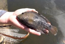 Longtime Brushy Creek fisherman cautiously optimistic as aquatic wildlife returns after wastewater overflow