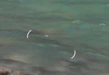 Video Pro Tips: How to Spot Trout in Dirty Water