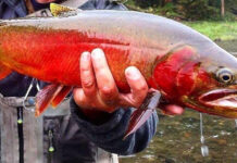 How to Catch Trout in Fall