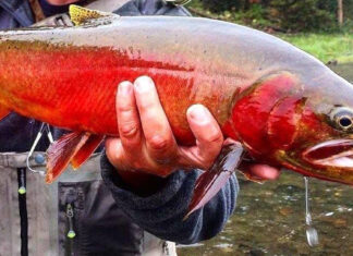 How to Catch Trout in Fall