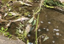 Winona County residents ask Gov. Walz for investigation on recent fish kills – Post Bulletin