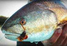 Video Pro Tips: Fly-Fishing for Redfish 101