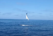 Classic Video: Incredible Leaping Mako on a Fly