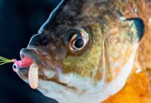 Hammer Hardwater Panfish